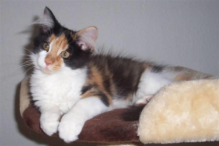 Maine Coon Krammedyret Julie - 4 mdr gammel billede 8