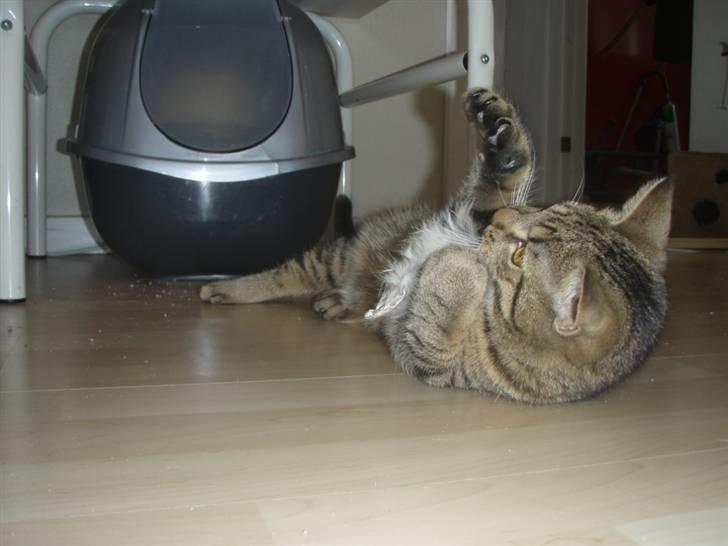 Huskat Alberte billede 3