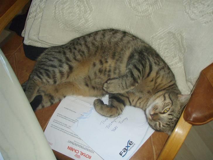 Huskat Alberte billede 4