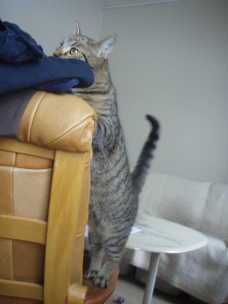 Huskat Alberte billede 5