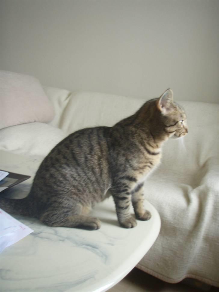 Huskat Alberte billede 6