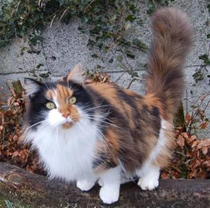 Maine Coon Krammedyret Julie - 15 mdr gammel billede 9