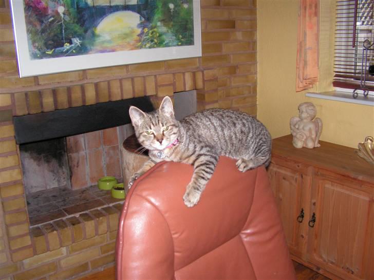 Blanding af racer Kisser billede 9