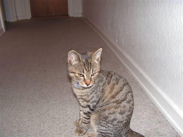 Blanding af racer Kisser billede 10