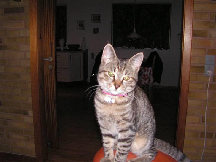 Blanding af racer Kisser billede 11