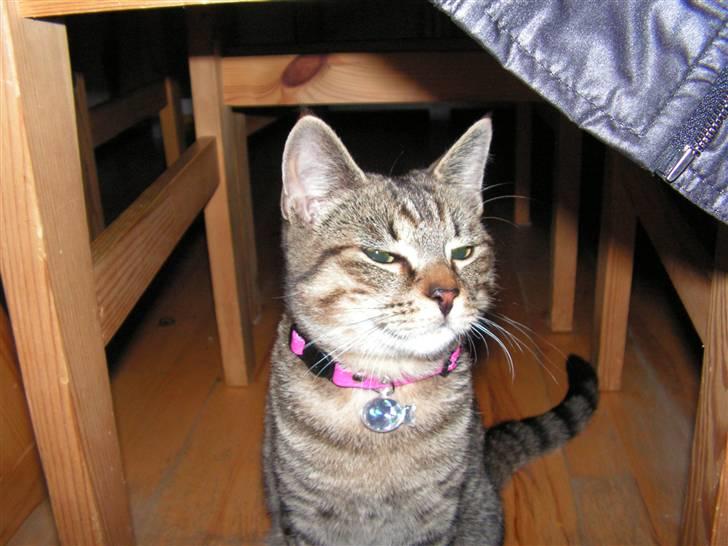 Blanding af racer Kisser billede 12