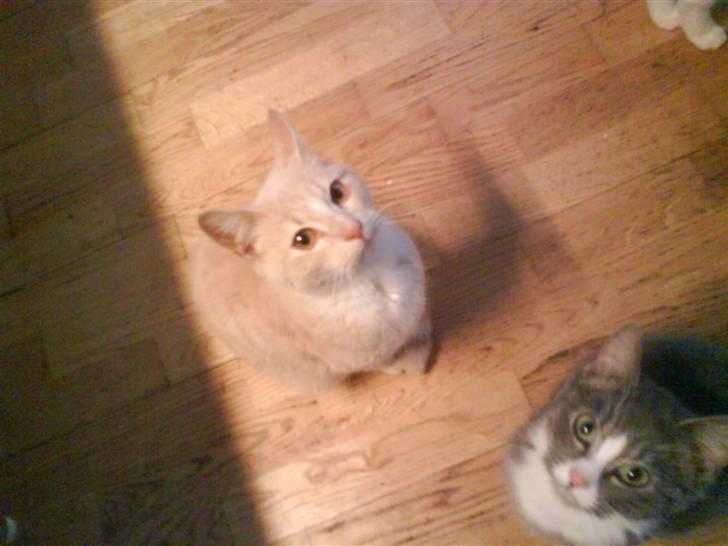 Huskat kirby :) billede 11