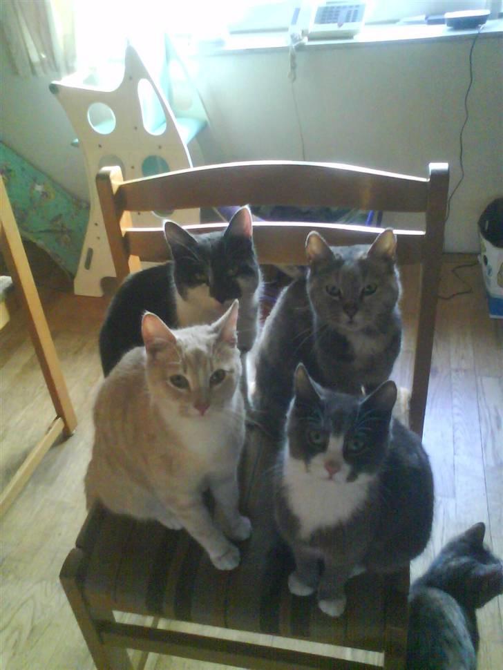 Huskat kirby :) - sammen med mormor Buster , bror Pelle  onkel Pjuske billede 12