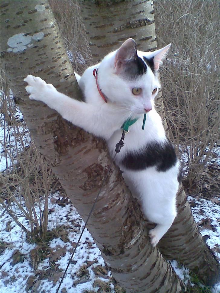 Huskat Lucifer billede 10