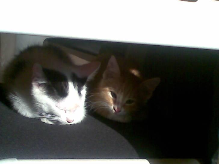 Huskat Lucifer billede 11