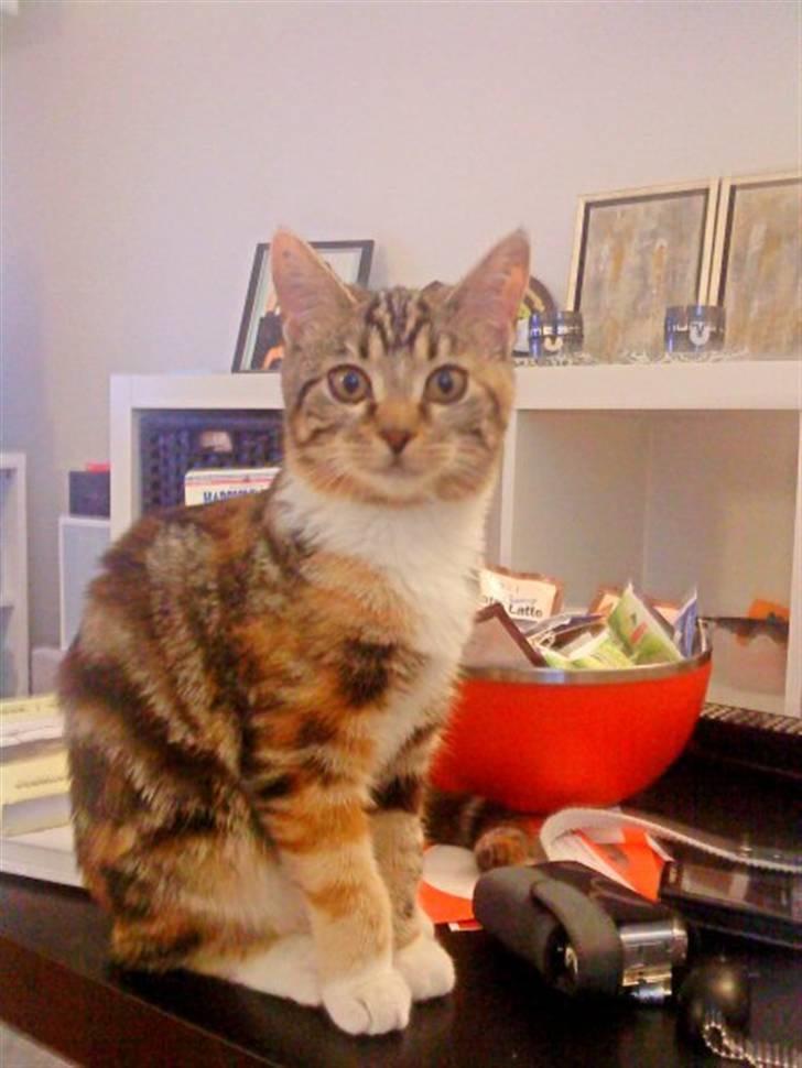 Huskat Mitte billede 12