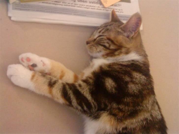 Huskat Mitte billede 13