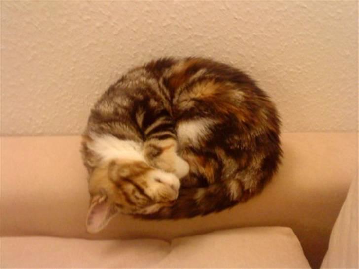 Huskat Mitte billede 14