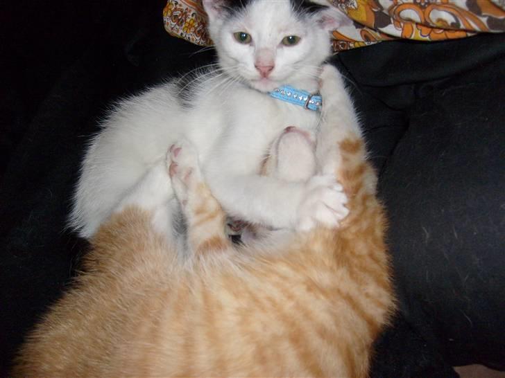 Huskat Lucifer billede 12