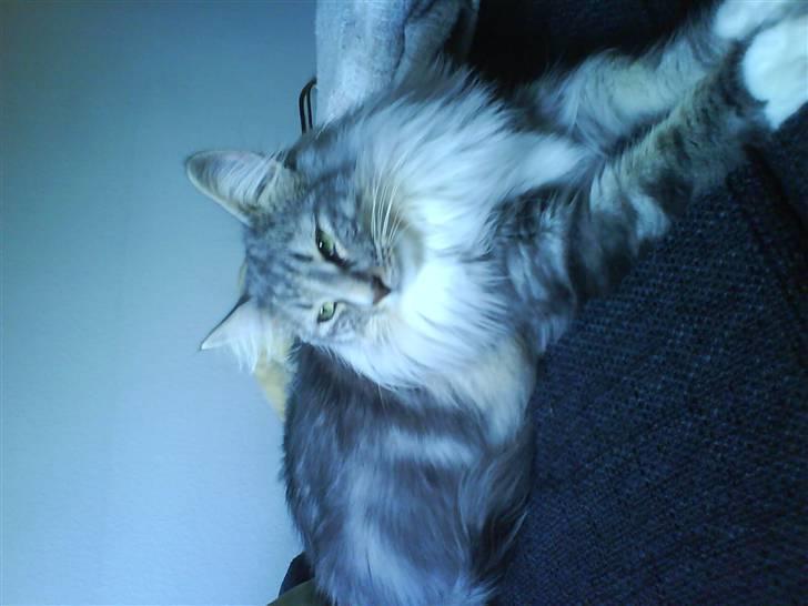 Norsk Skovkat Bastian R.I.P billede 19