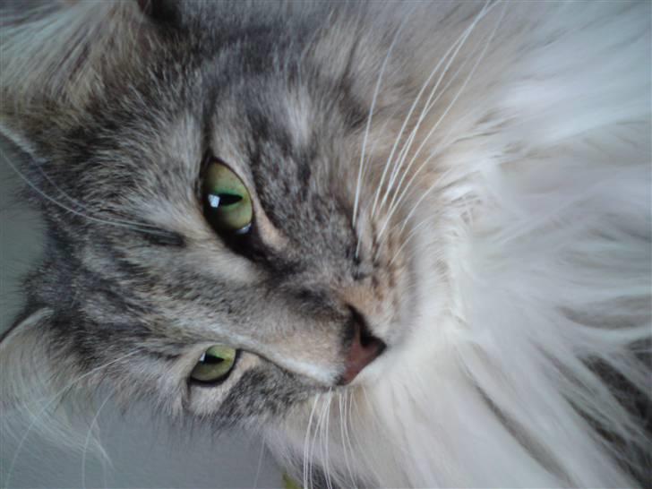 Norsk Skovkat Bastian R.I.P - :) billede 20