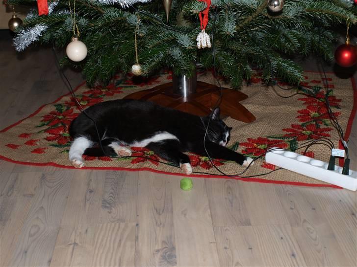 Huskat sofus - jeg er en julegave shyy i må ikke sige noget billede 1