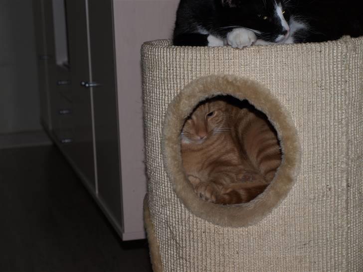 Huskat sofus - hvem ligger der nede  billede 2