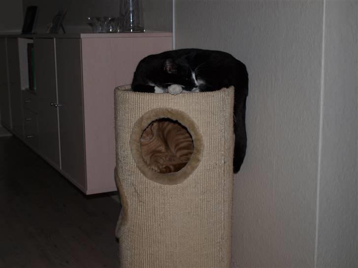 Huskat sofus - nårrh billede 3