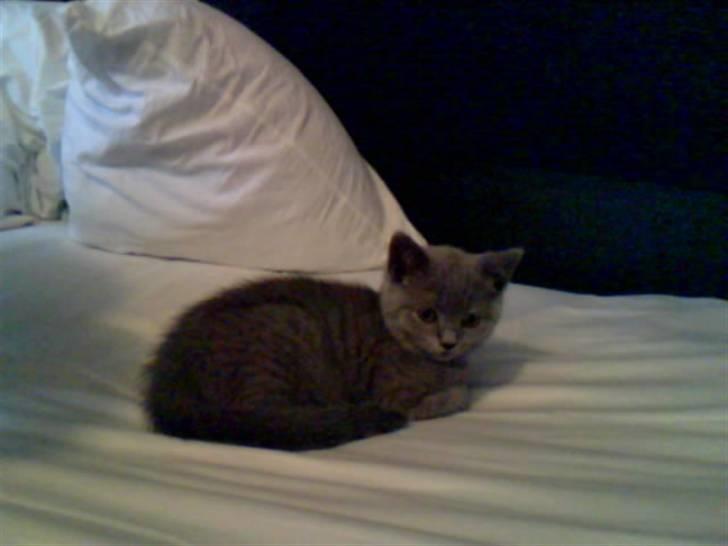 British Shorthair Mille - første dag vi havde hende(: billede 1