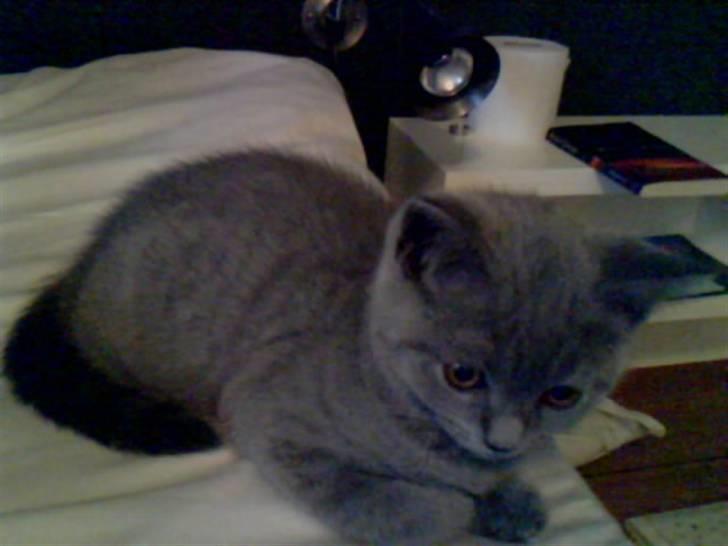 British Shorthair Mille billede 2