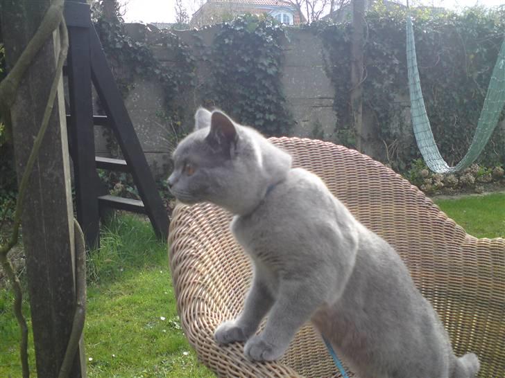 British Shorthair Mille - nyt... hun er ikke blevet ude kat i nu (: <3 men hun er ude hver dag isnor (: <3 billede 3