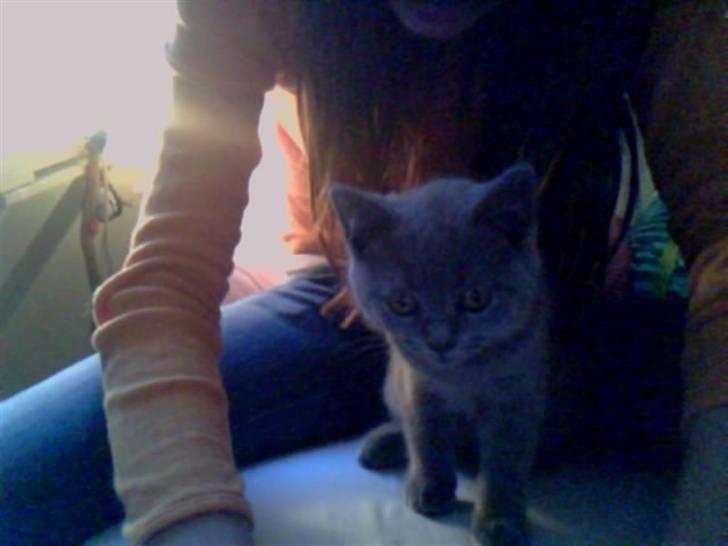 British Shorthair Mille billede 4