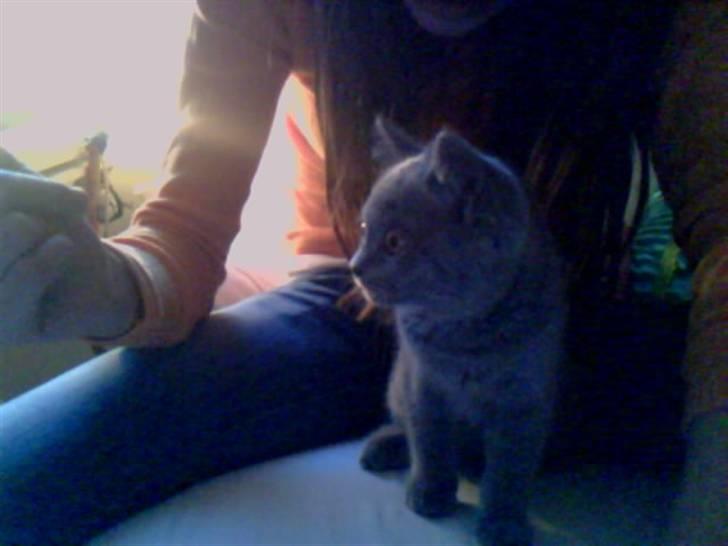 British Shorthair Mille billede 5