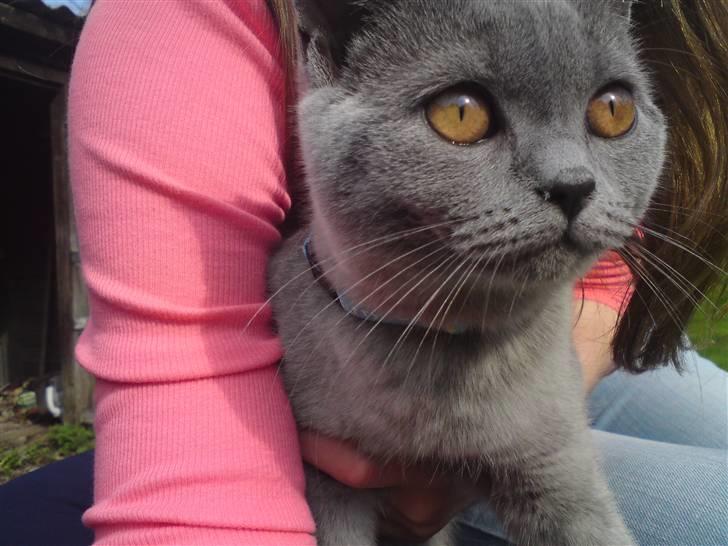 British Shorthair Mille - nyt.. min smukke kat<3 billede 6