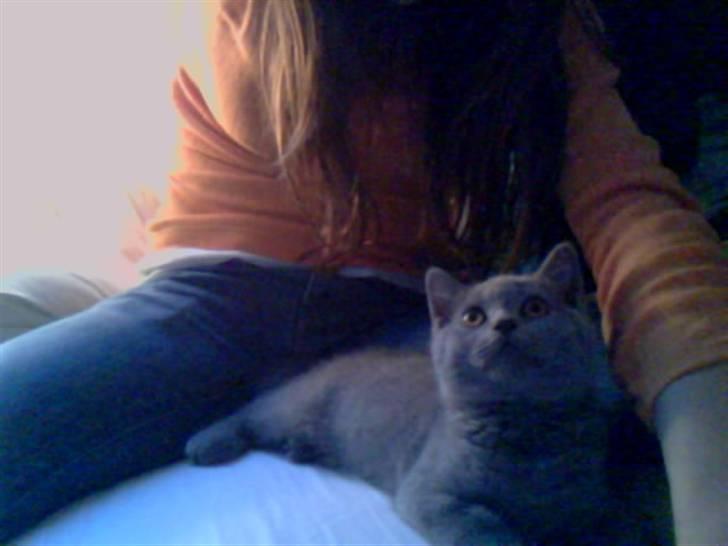 British Shorthair Mille billede 7