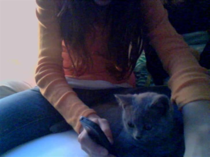 British Shorthair Mille - Mille ser på mobil:b hehe billede 8