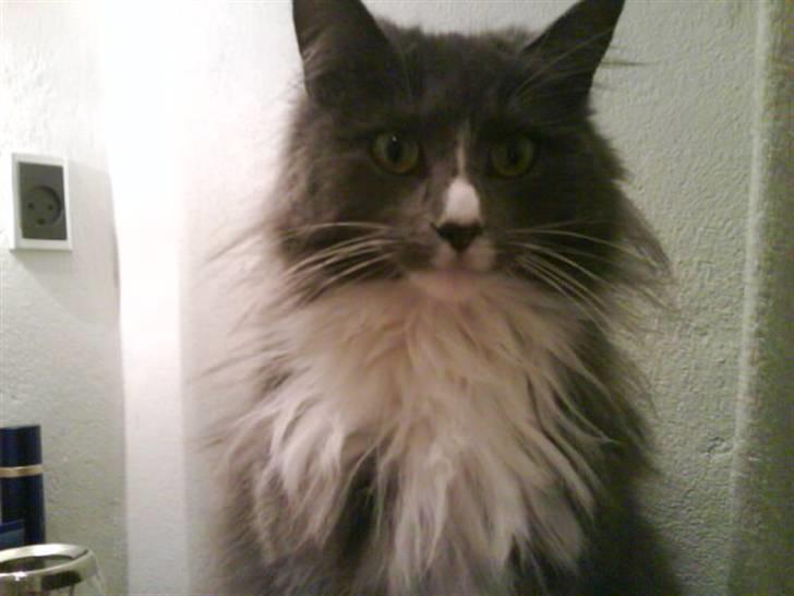 Maine Coon Nynne  - Velkommen til Nynne´s profil, jeg håber meget i vil lægge en lille kommentar billede 1