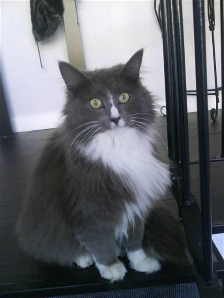 Maine Coon Nynne  billede 2