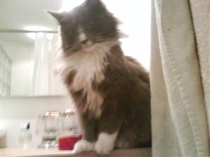 Maine Coon Nynne  billede 3