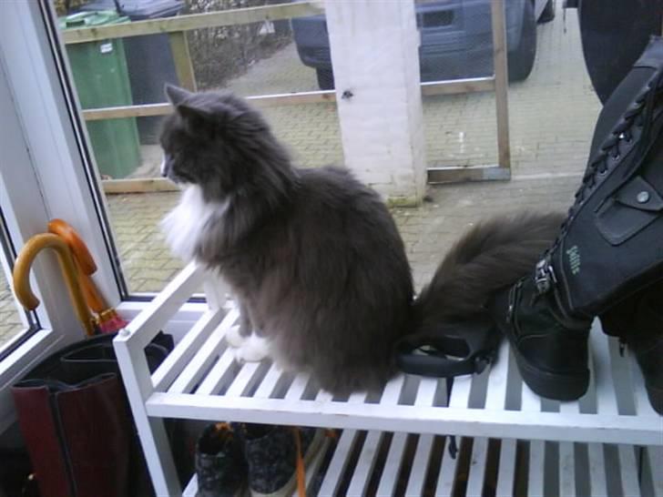 Maine Coon Nynne  billede 4