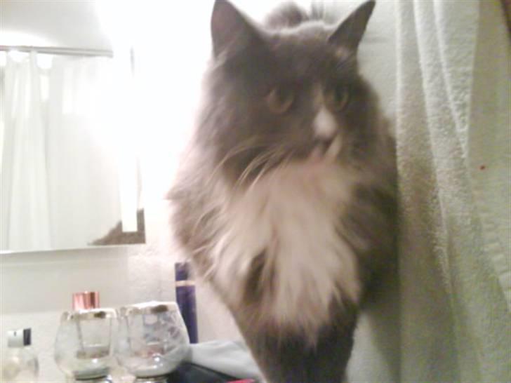 Maine Coon Nynne  billede 5