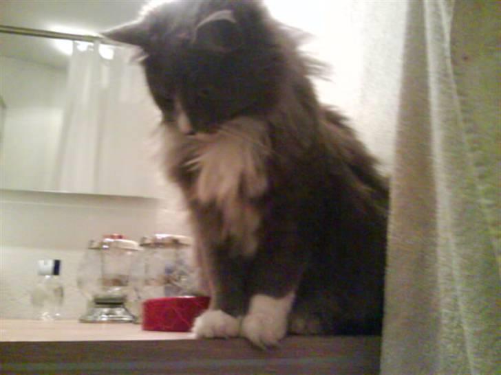 Maine Coon Nynne  billede 6