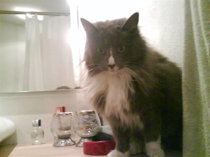Maine Coon Nynne  billede 7