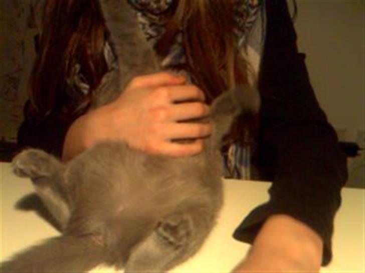 British Shorthair Mille - mille ligger på ryggen og leger med mit hår(: hehe billede 9