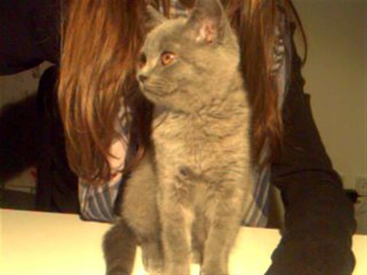 British Shorthair Mille - mille<3 billede 10