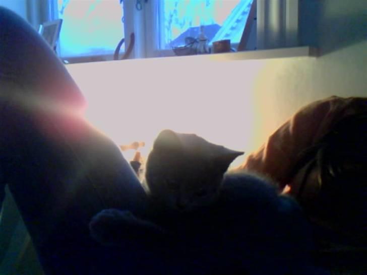 British Shorthair Mille - Mille angriber mit ben :b hehe billede 12