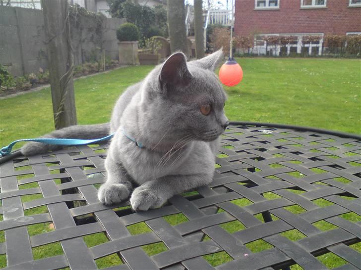 British Shorthair Mille - nyt.. mille (: <33 billede 13