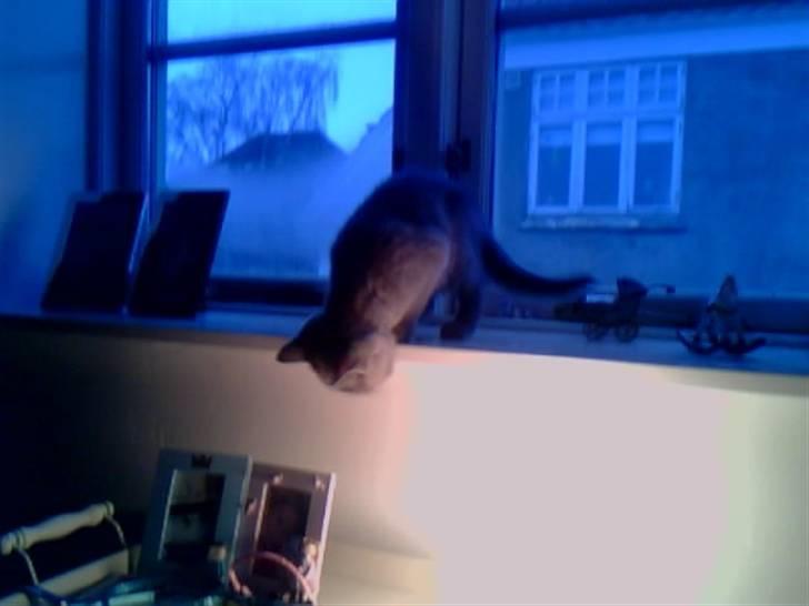 British Shorthair Mille billede 14