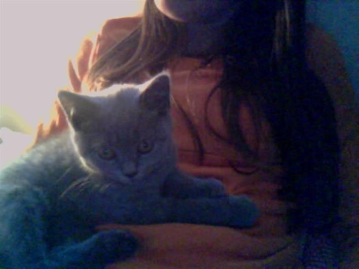 British Shorthair Mille billede 15