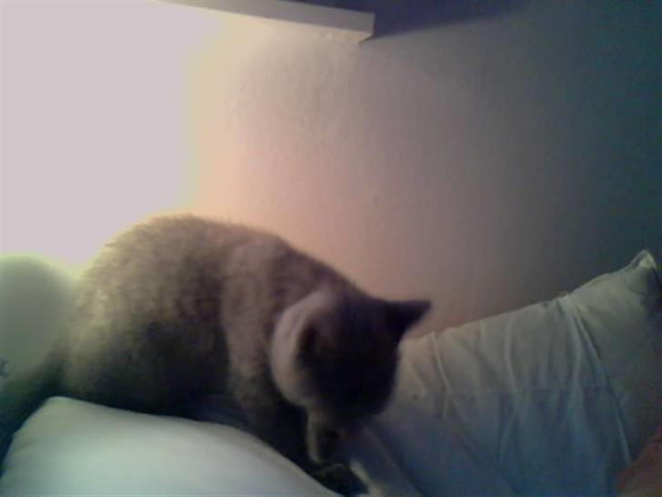 British Shorthair Mille - MIlle slikker sig(: <3 billede 16