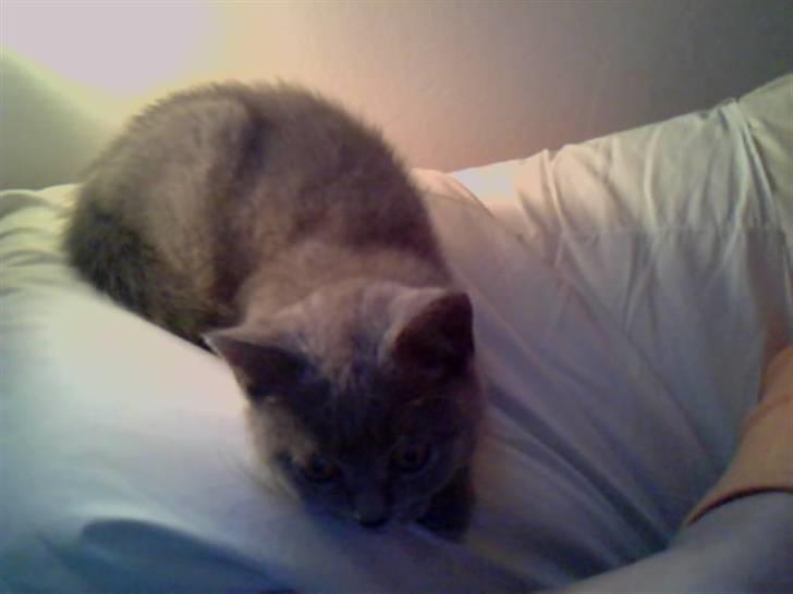 British Shorthair Mille - Mille ligger på pude:b  billede 17