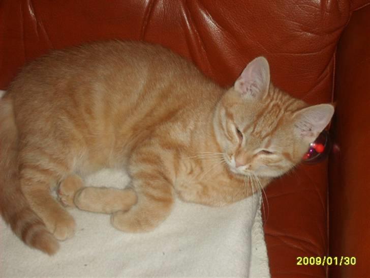 Huskat Lille mis - Billede 1 af lille mis billede 1