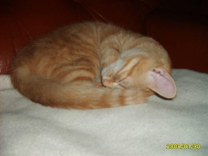 Huskat Lille mis - billede 2 af lille mis sove billede 2