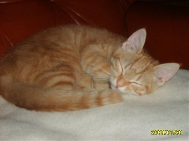 Huskat Lille mis - billede 3 af lille mis sove billede 3