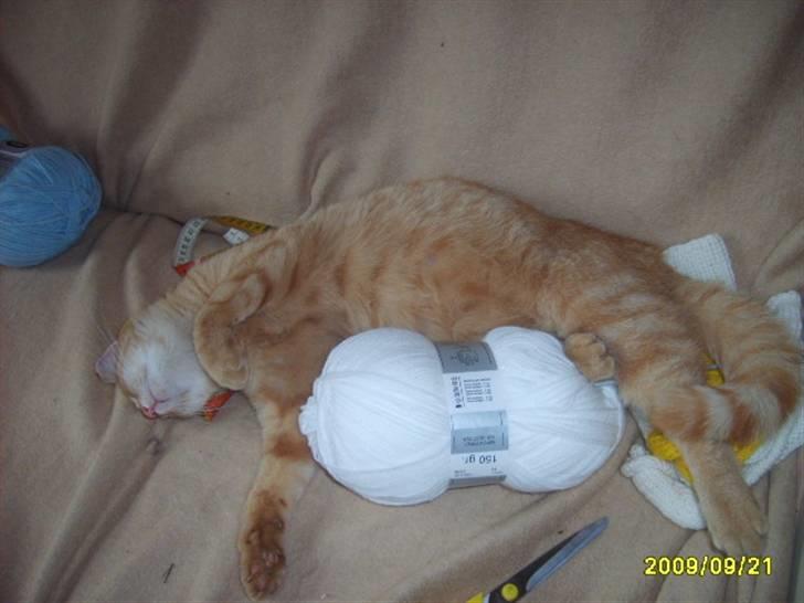 Huskat Lille mis - Billede 4 nyt af lille mis  billede 4